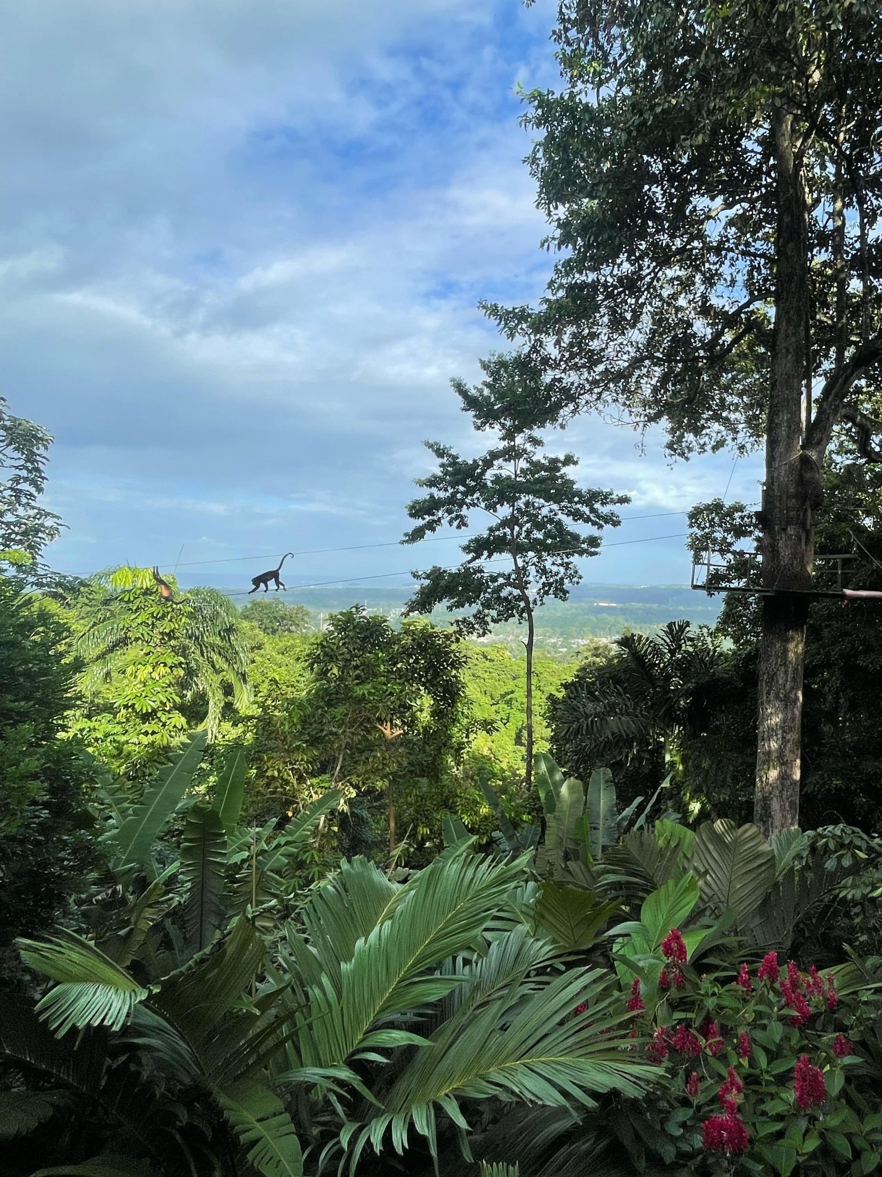 Panoramic jungle view from Brisas de la Jungla with monkey and zip line platform