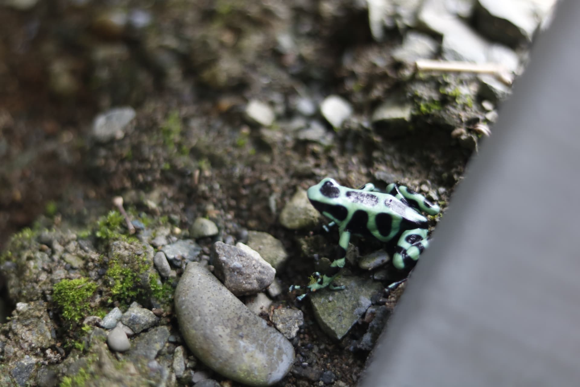 Green and black poison dart frog on rocks
