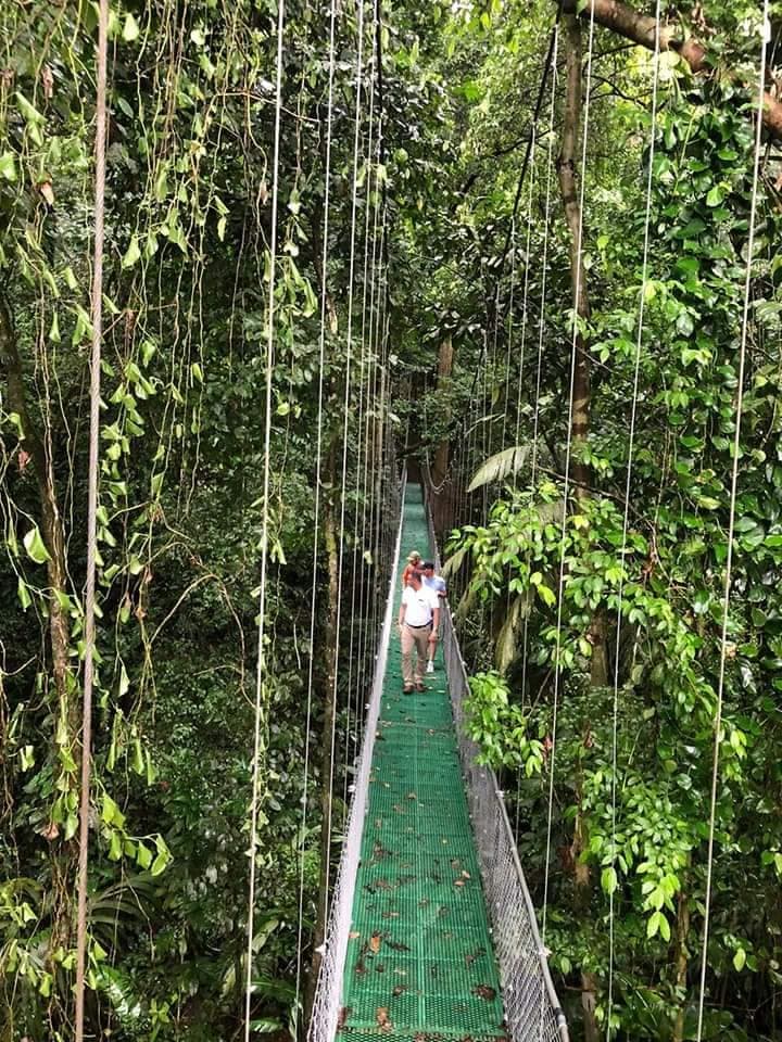 Person walking along a long hanging bridge through dense jungle