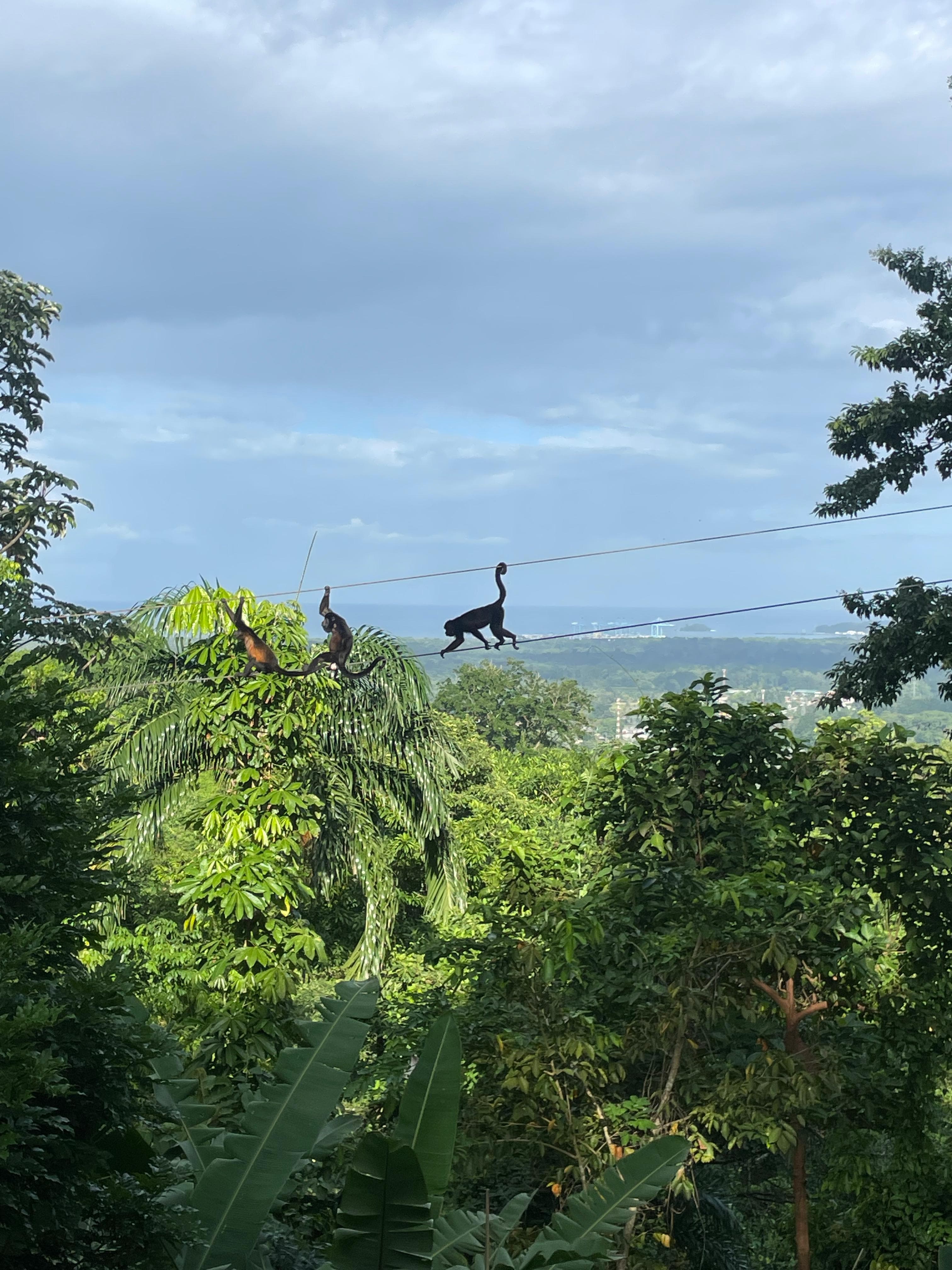 Monkeys crossing the zip line cable above the jungle canopy