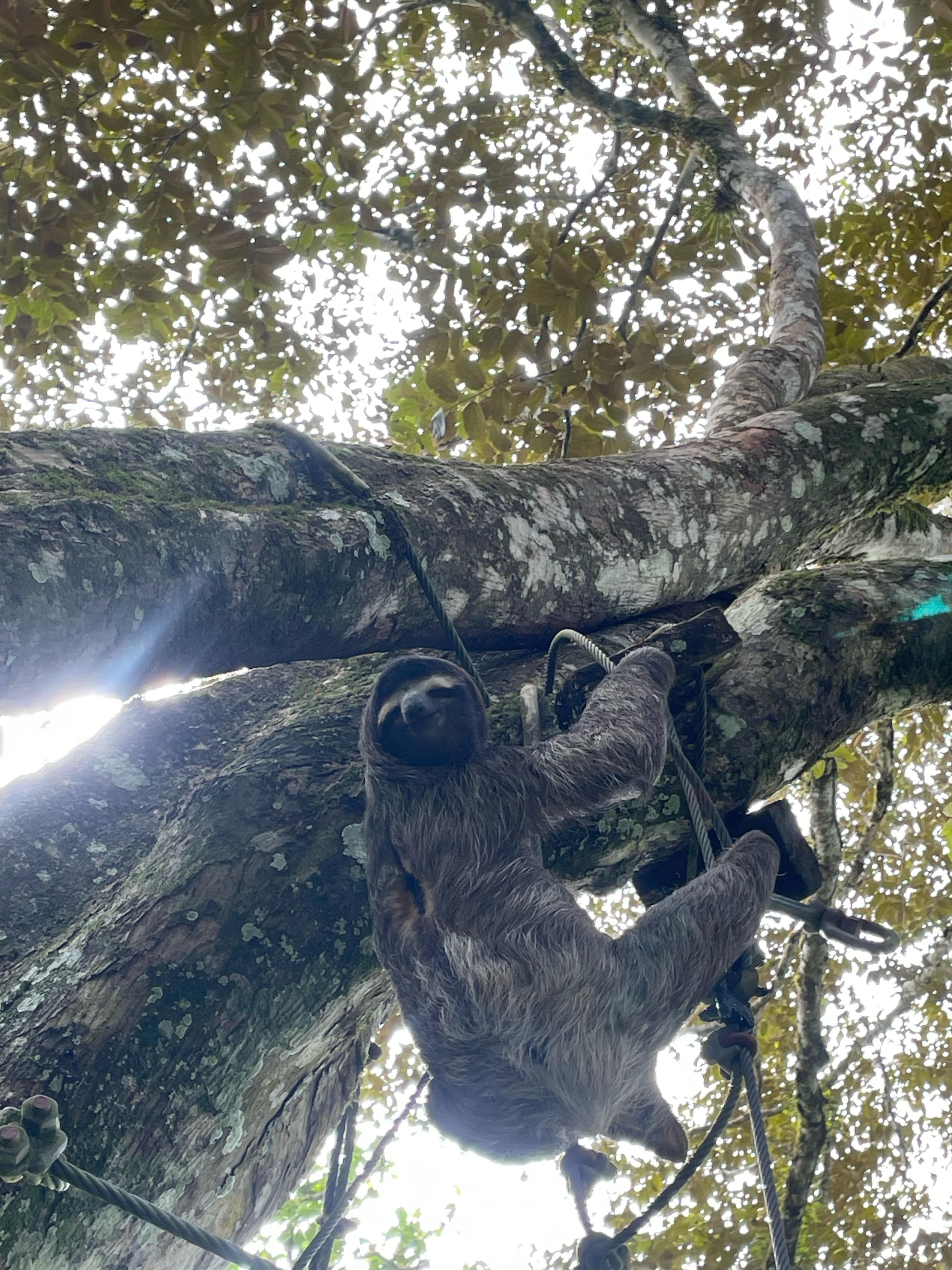 Three-toed sloth hanging in tree